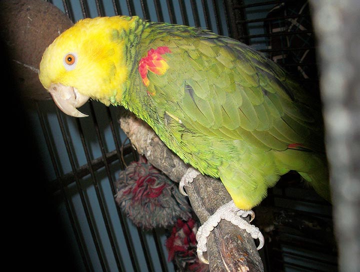 Avian & Small Animal Boarding